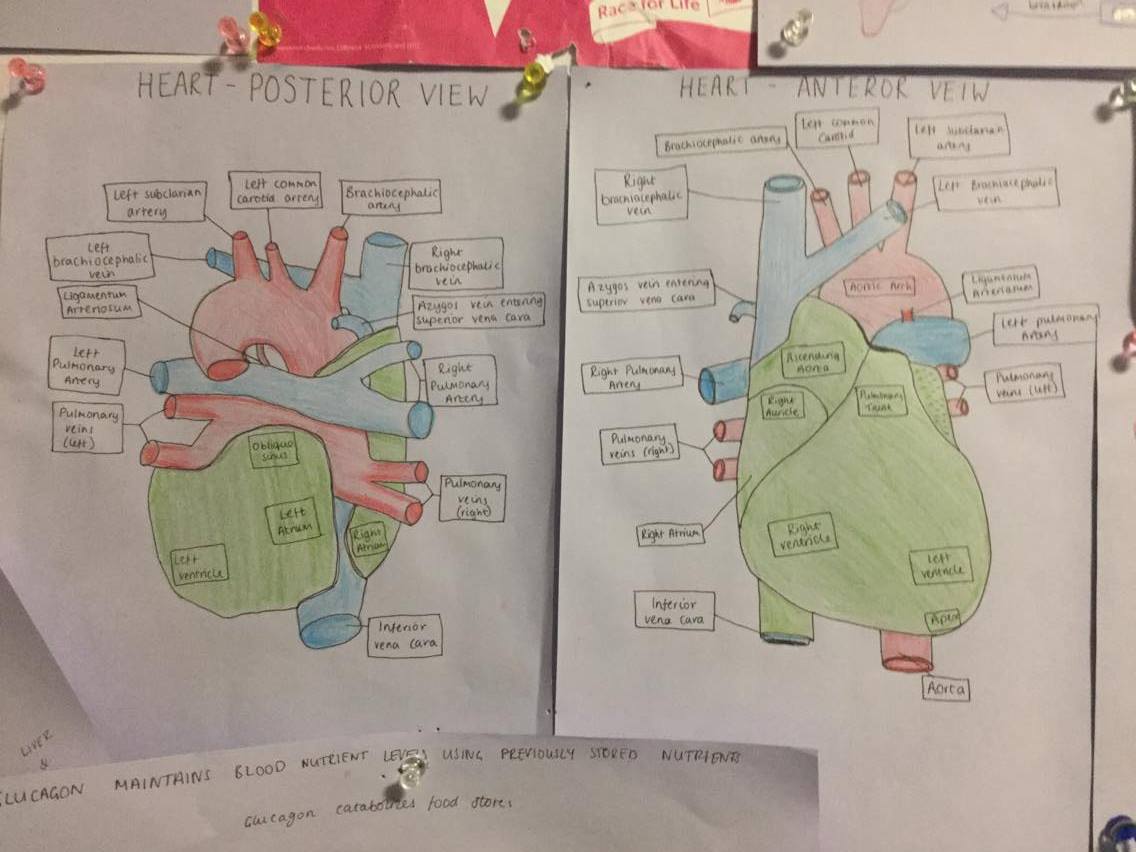 12698860_446395155553555_153479121_o