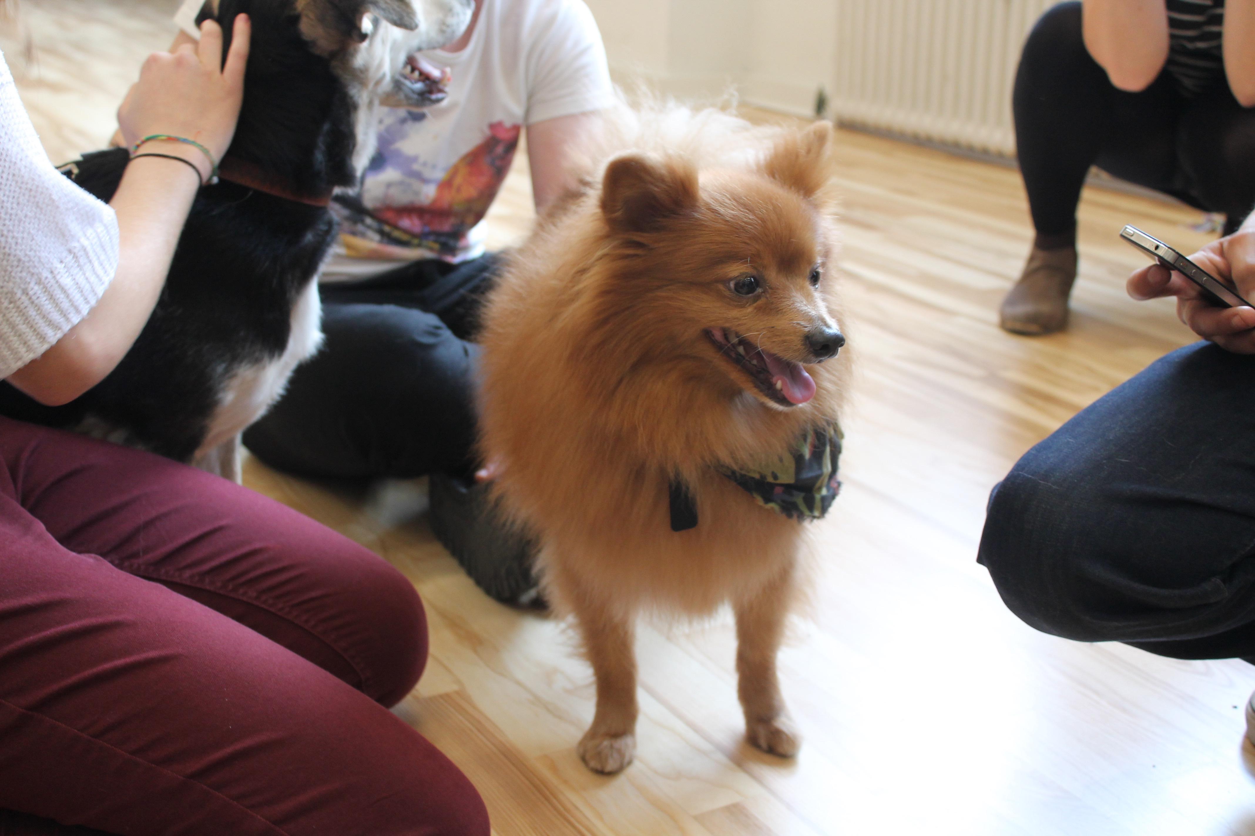 While some, like Ziggy, just craved everyone's attention