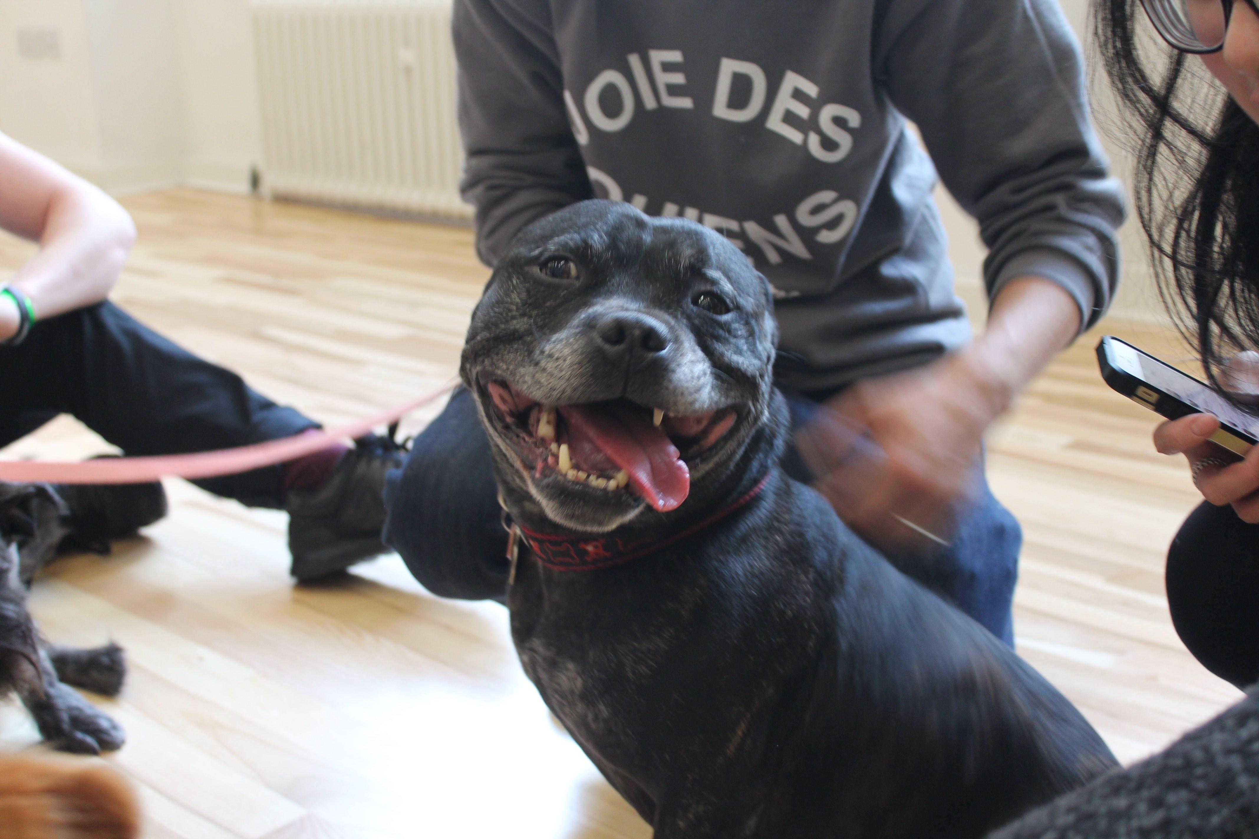 Look at this happy pup