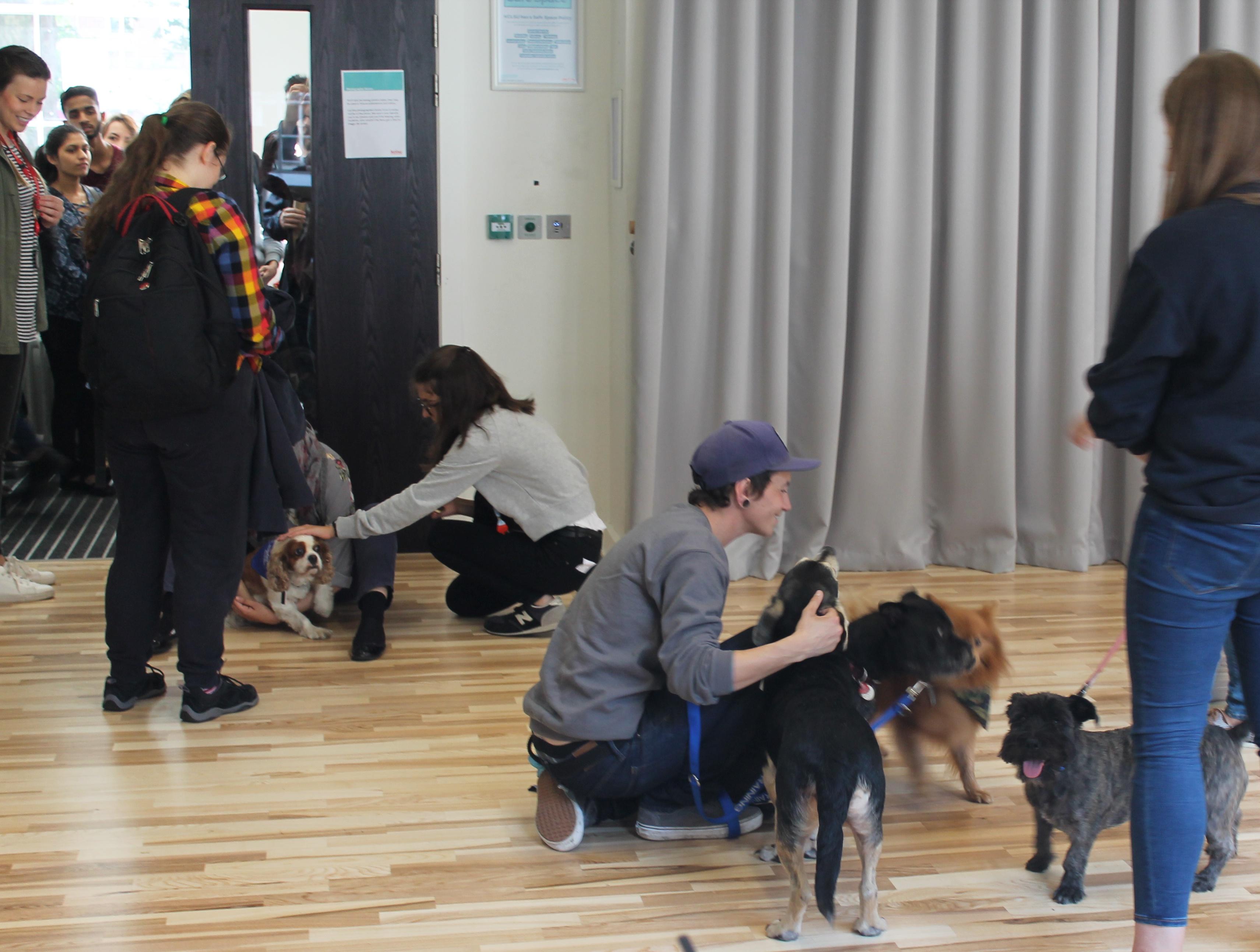 Students queued up all the way around Guy's West Wing to cuddle the rescue pups