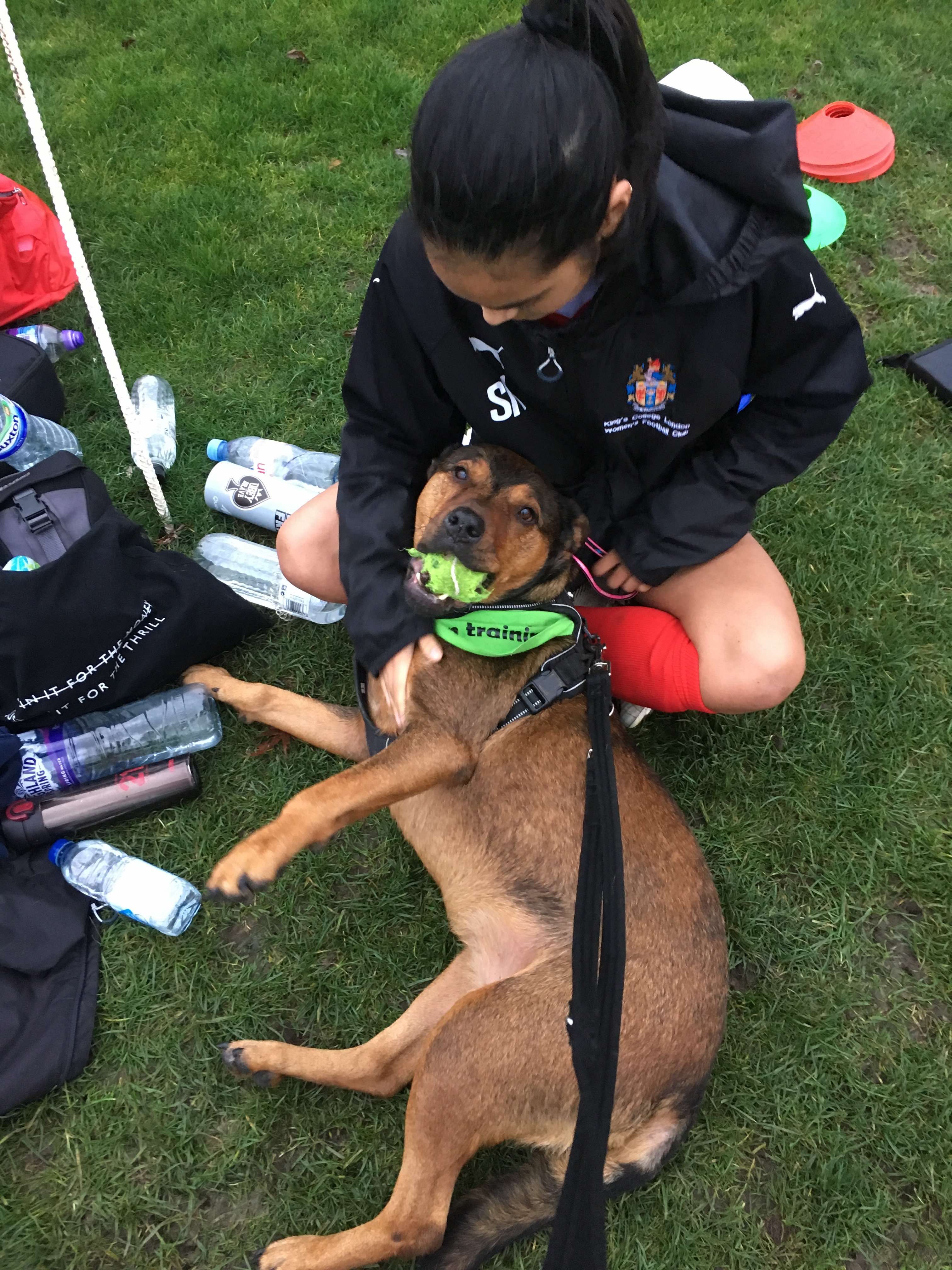 Image may contain: Police Dog, Dog, Canine, Mammal, Animal, Pet, Food, Meal, Plant, Grass, Person, Human