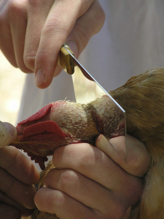 The Halal method of slaughter (Shechita) shown here on a chicken