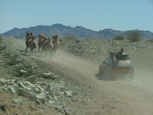 Mr-09-shane-camels