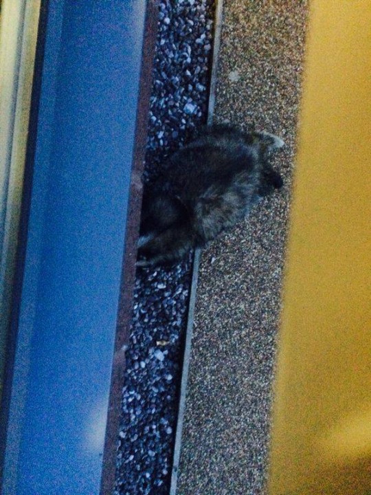 The Badger was left slumped on the floor near the window