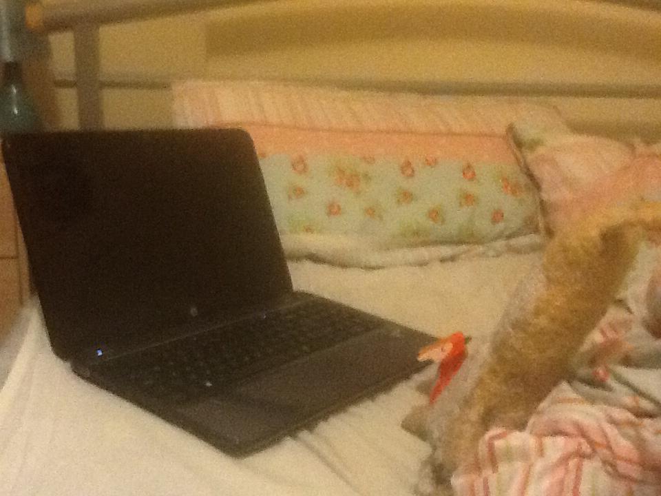 It's the websites, even the teddy bears agree