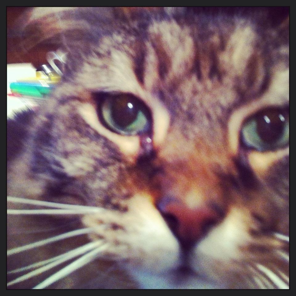 Meow