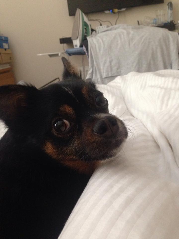 Marley doesn't want to go to your 9am either