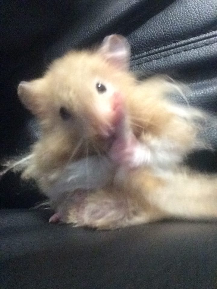 What's up?? Never seen a hamster lick it's balls before??