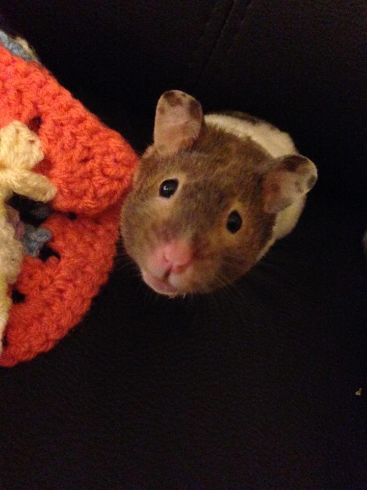 Please fur, can I have some more?