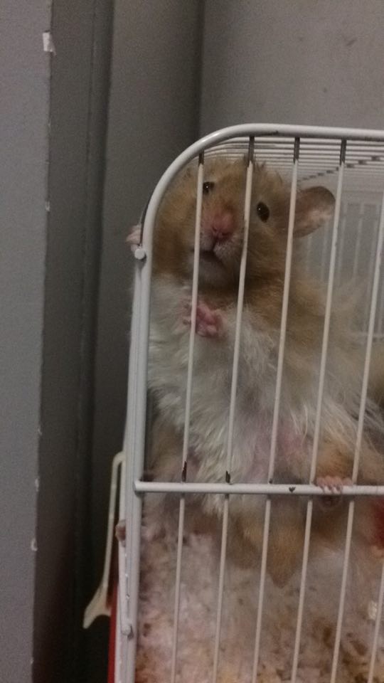 Abrahamster Lincoln