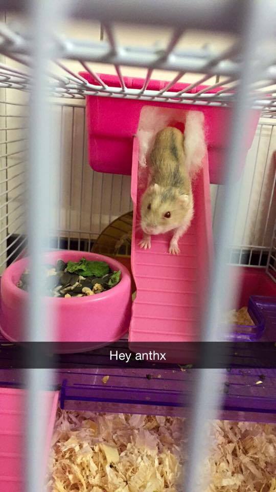 anthrax