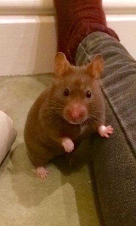 flo hamster