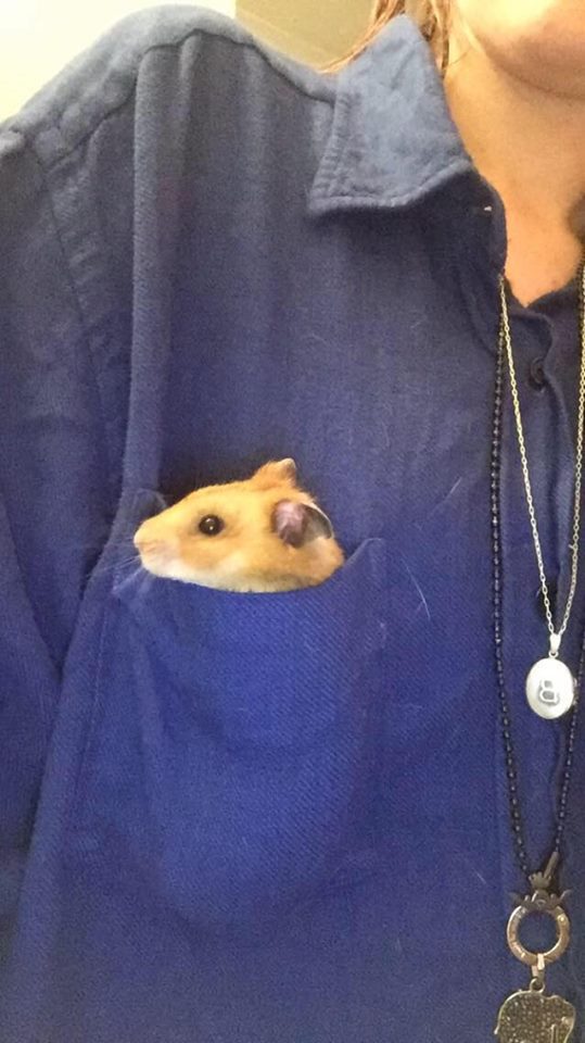 hamster-pocket