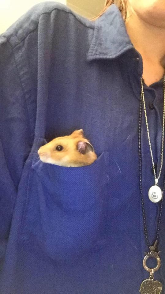 hamster pocket