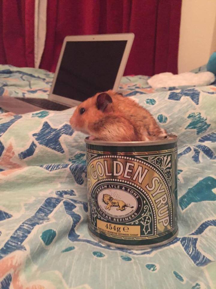 hamster syrup