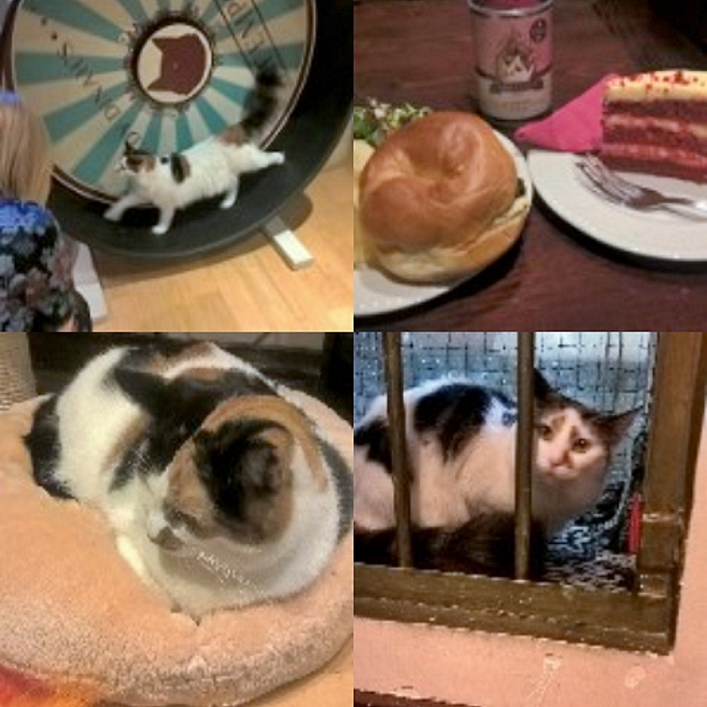 And I bet none of you are hipster enough to have gone to the cat cafe in Shoreditch...