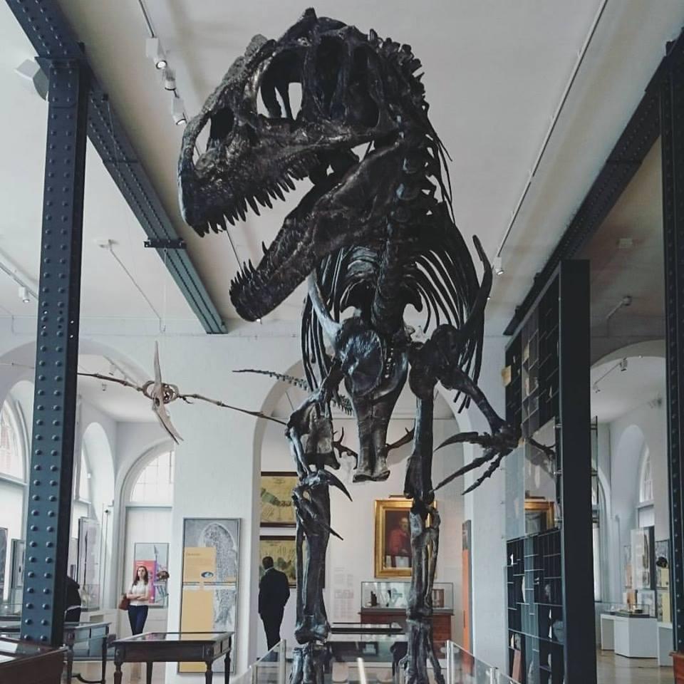 Replica of Allosaurus 