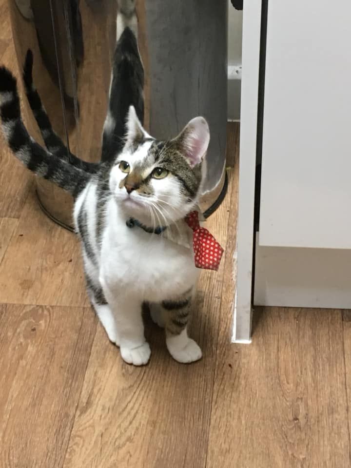 Image may contain: Animal, Mammal, Cat, Pet, Floor, Flooring, Hardwood, Wood