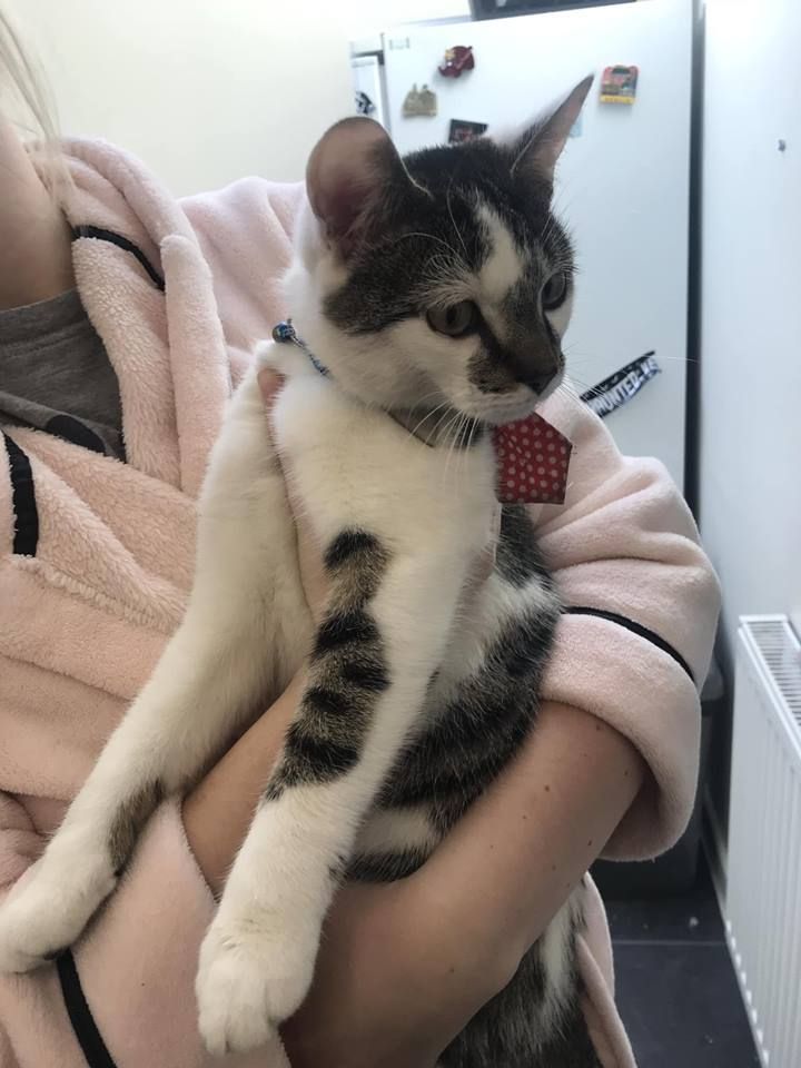 Image may contain: Blanket, Mammal, Pet, Animal, Cat