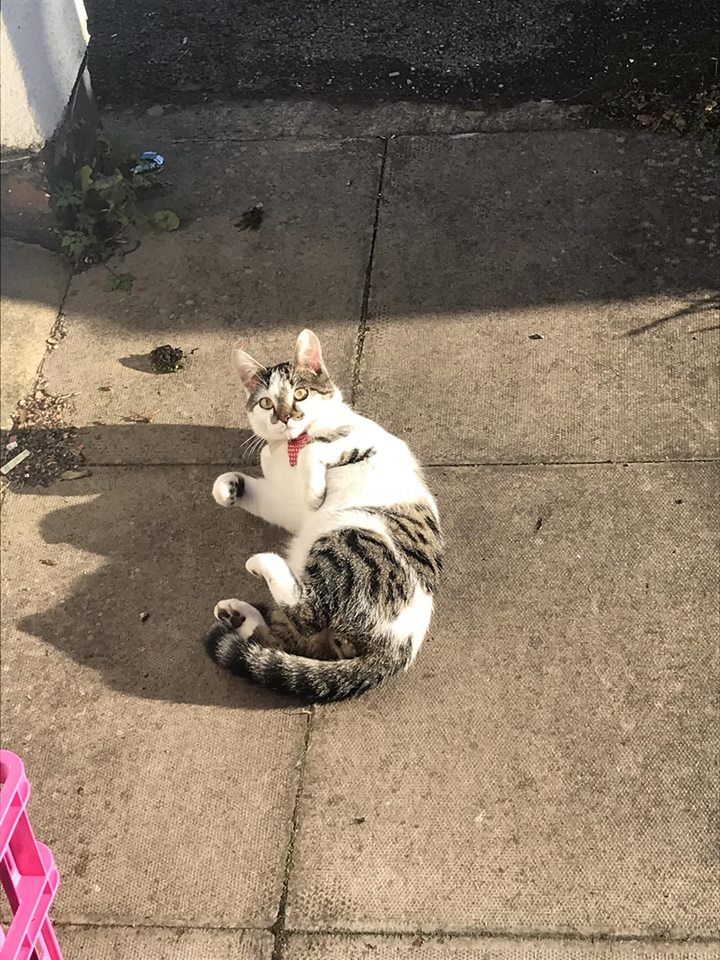 Image may contain: Canine, Manx, Path, Road, Flagstone, Mammal, Cat, Animal, Pet