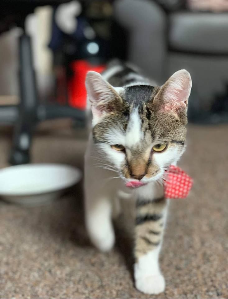 Image may contain: Manx, Kitten, Abyssinian, Mammal, Animal, Cat, Pet