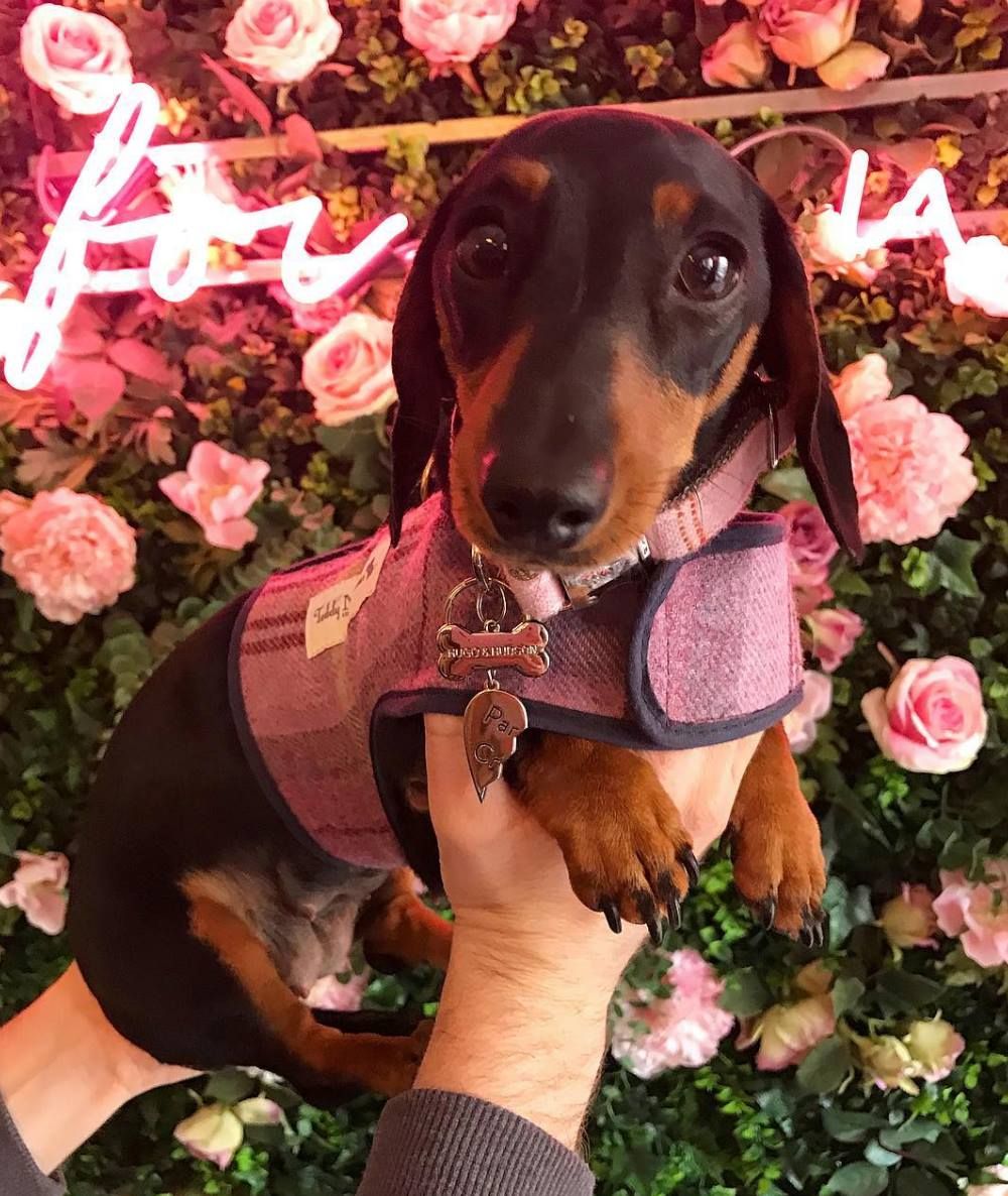 Image may contain: Apparel, Clothing, Outdoors, Puppy, Hound, Rose, Flower Bouquet, Flower Arrangement, Geranium, Mammal, Canine, Dog, Animal, Pet, Petal, Blossom, Flower, Plant
