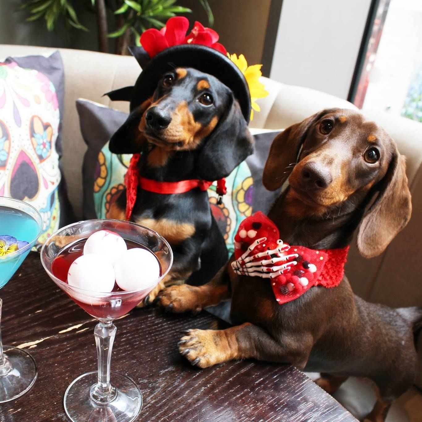 Image may contain: Cocktail, Goblet, Alcohol, Beverage, Drink, Glass, Pet, Mammal, Animal, Canine, Dog