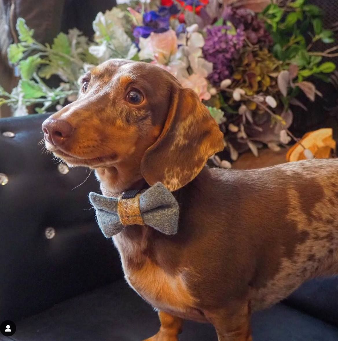 Image may contain: Potted Plant, Hound, Flower Bouquet, Petal, Art, Ikebana, Ornament, Jar, Pottery, Vase, Flower Arrangement, Blossom, Flower, Animal, Mammal, Canine, Dog, Pet, Plant