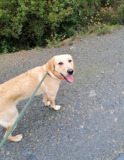 Image may contain: Strap, Golden Retriever, Dog, Mammal, Animal, Pet, Canine