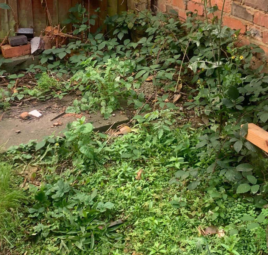 garden weeds