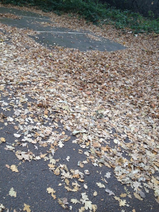 leaves