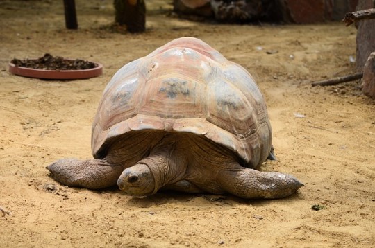 tortoise-218817_640