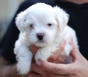 Puppy love