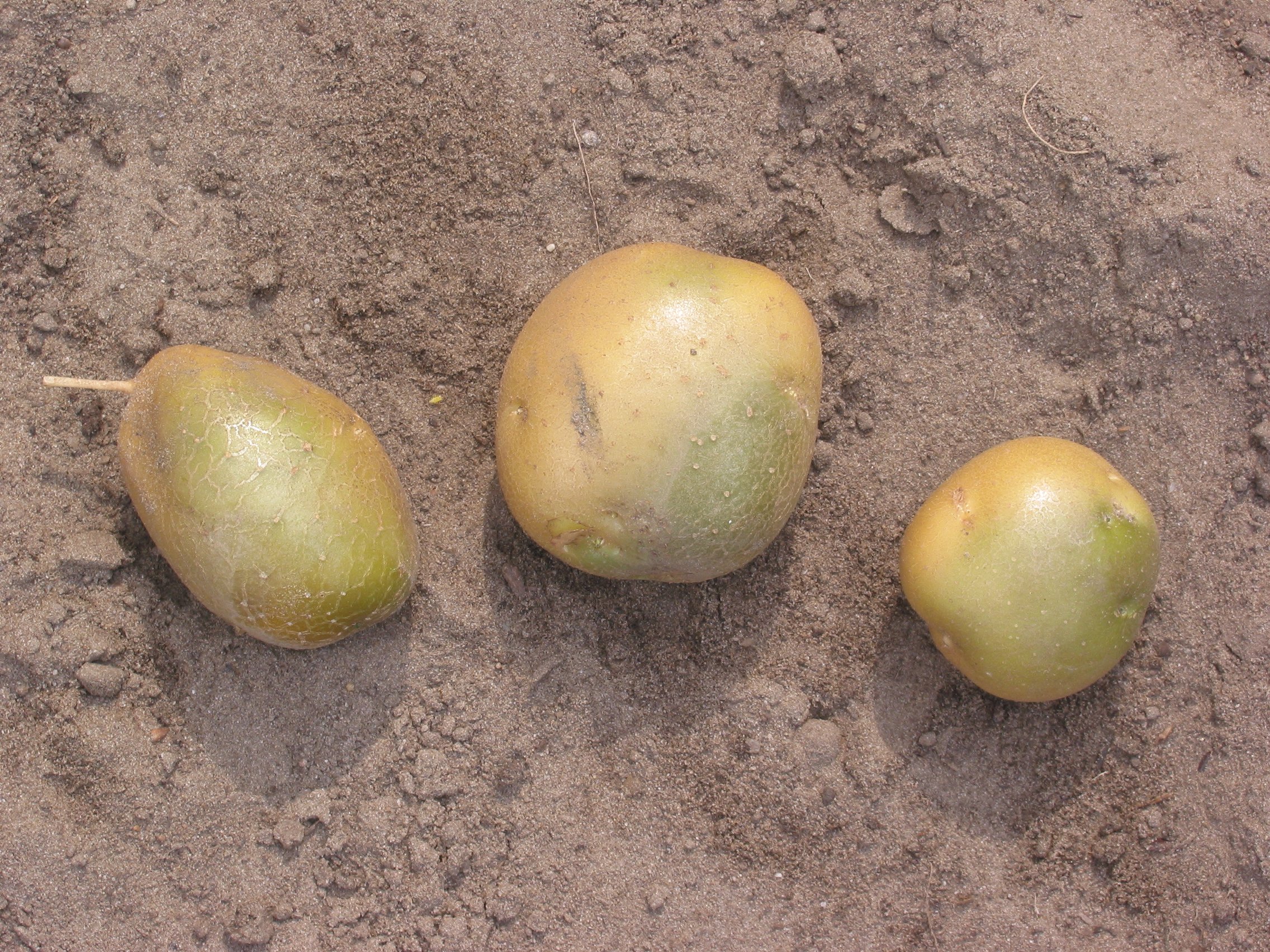 Groene_aardappels_'Doré'_(Solanum_tuberosum_'Doré')