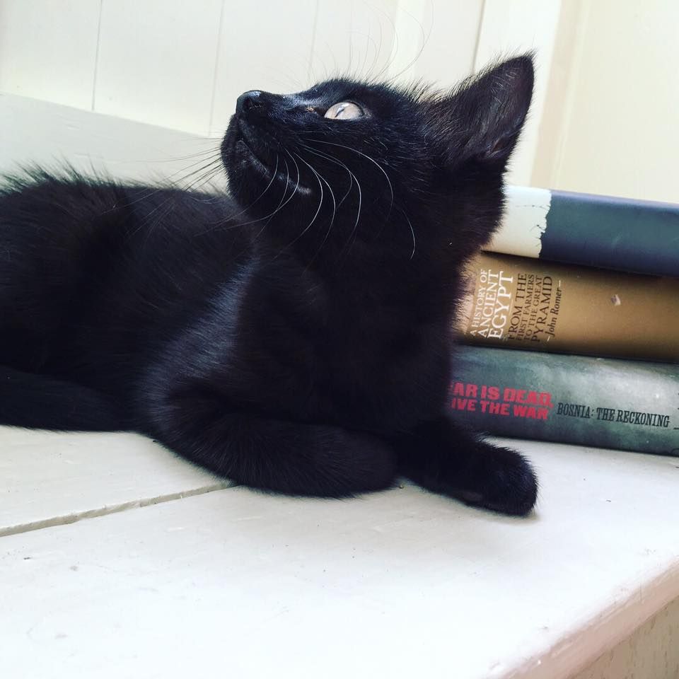 Image may contain: Paper, Pet, Manx, Mammal, Cat, Animal