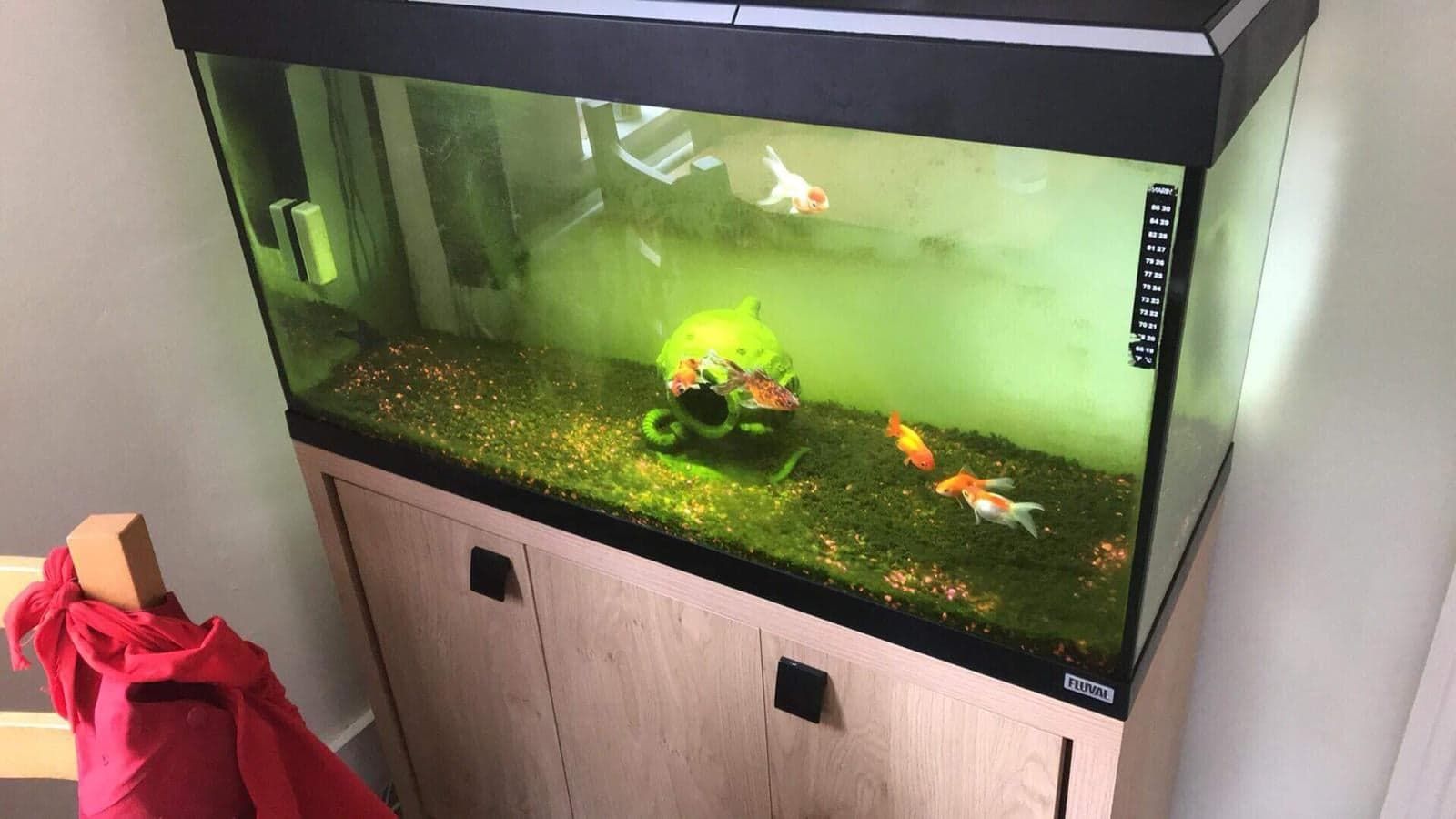 Image may contain: Insect, Invertebrate, Aquatic, Sea Life, Aquarium, Animal, Water