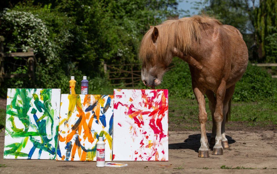 Image may contain: Colt Horse, Mammal, Horse, Animal