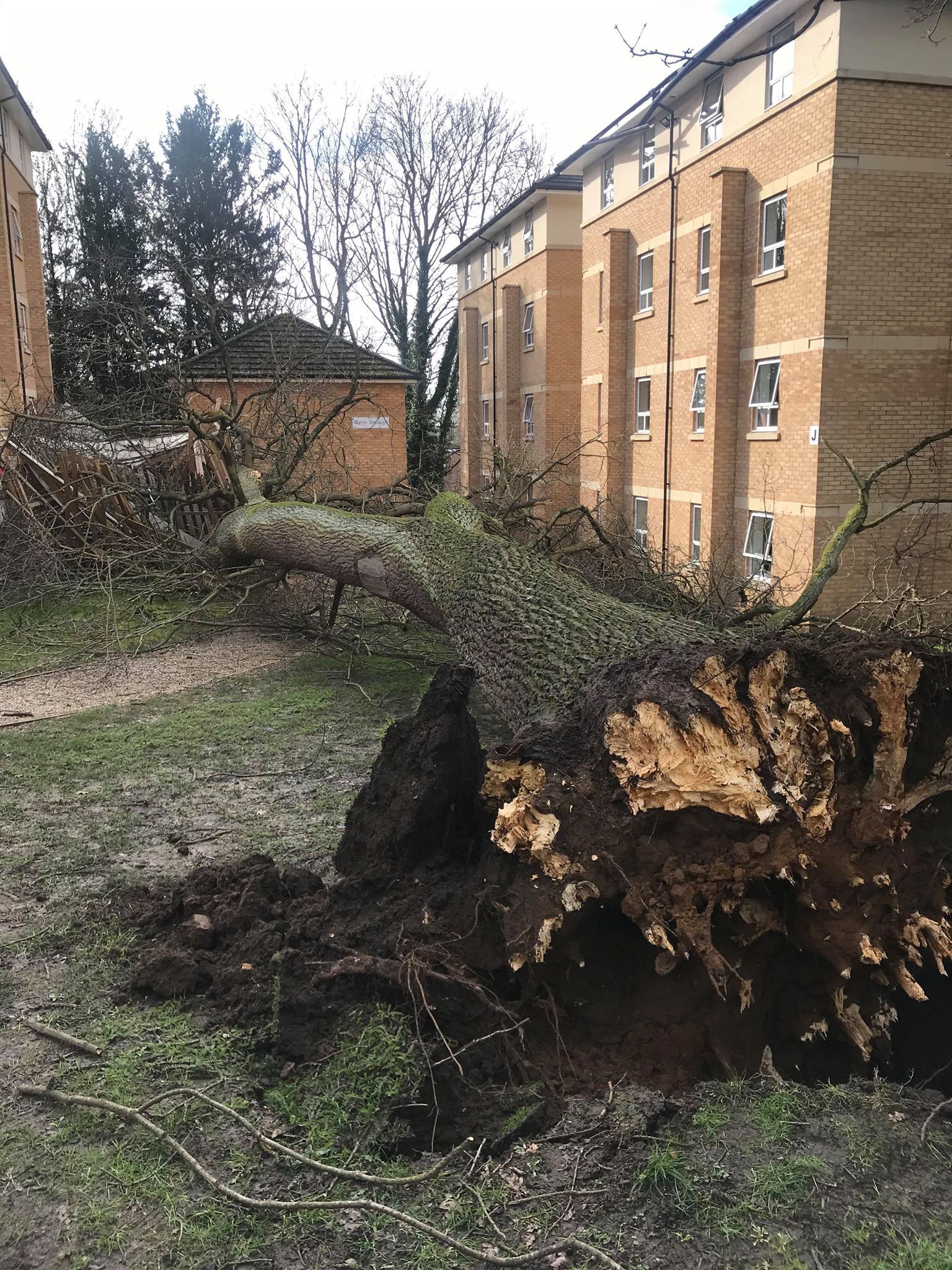 Image may contain: Ground, Urban, Building, Tree Trunk, Slate, Tree, Plant