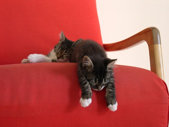 "Huh? I'm just resting my eyes, I swear..."
