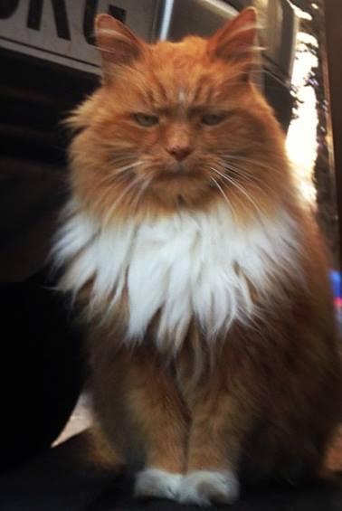 Hamish's profile picture 