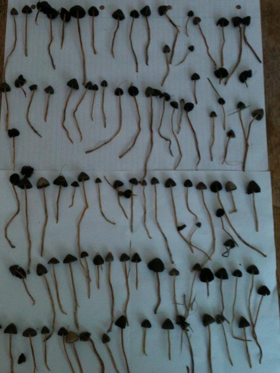 Magic Mushrooms collected by Bristol Students in one session.