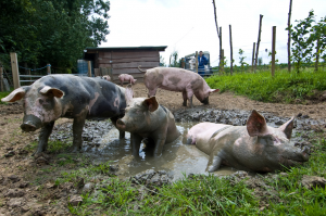 Pigs in Mud