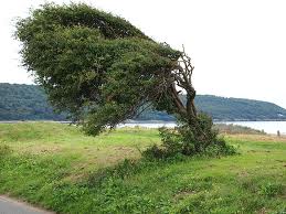 Wind Swept Tree