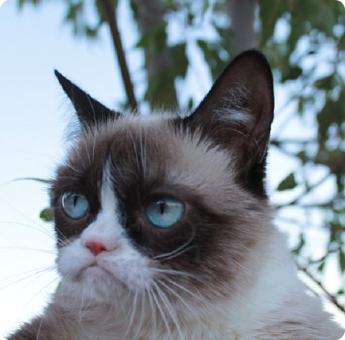 We love this Grumpy cat face paint tutorial For Grumpy Cat - wear all white and tie a pair of black tights around your waist leaving the end of one leg sticking out like a tail. If you don't want to face paint eye eyeliner to draw a cat nose & whiskers and put on a sad face. Easy.
