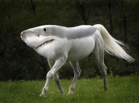 Practised Banthropologists sometimes refer to this mysterious creature as a Banterlope. 