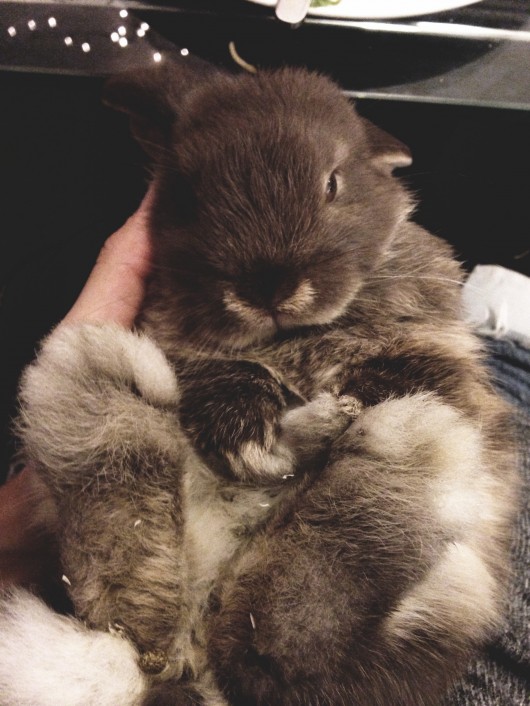 BPOC: Pea the bunny