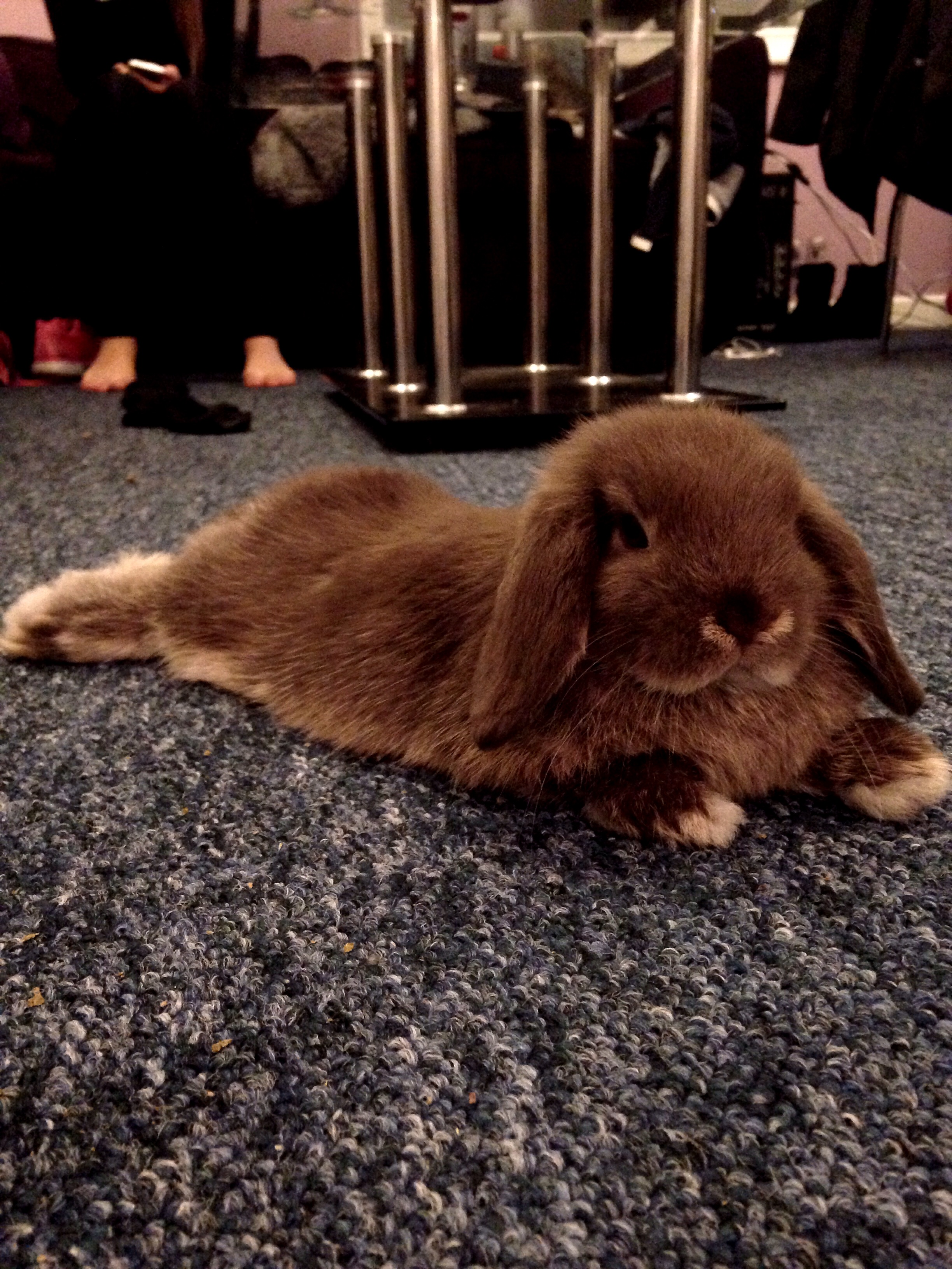 If you're a fan of these adorable creatures, you definitely don't want to come to Bristol