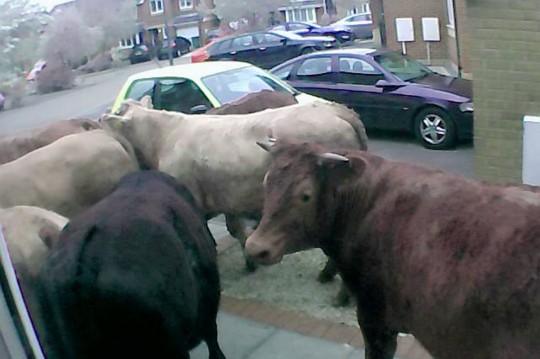 cows still