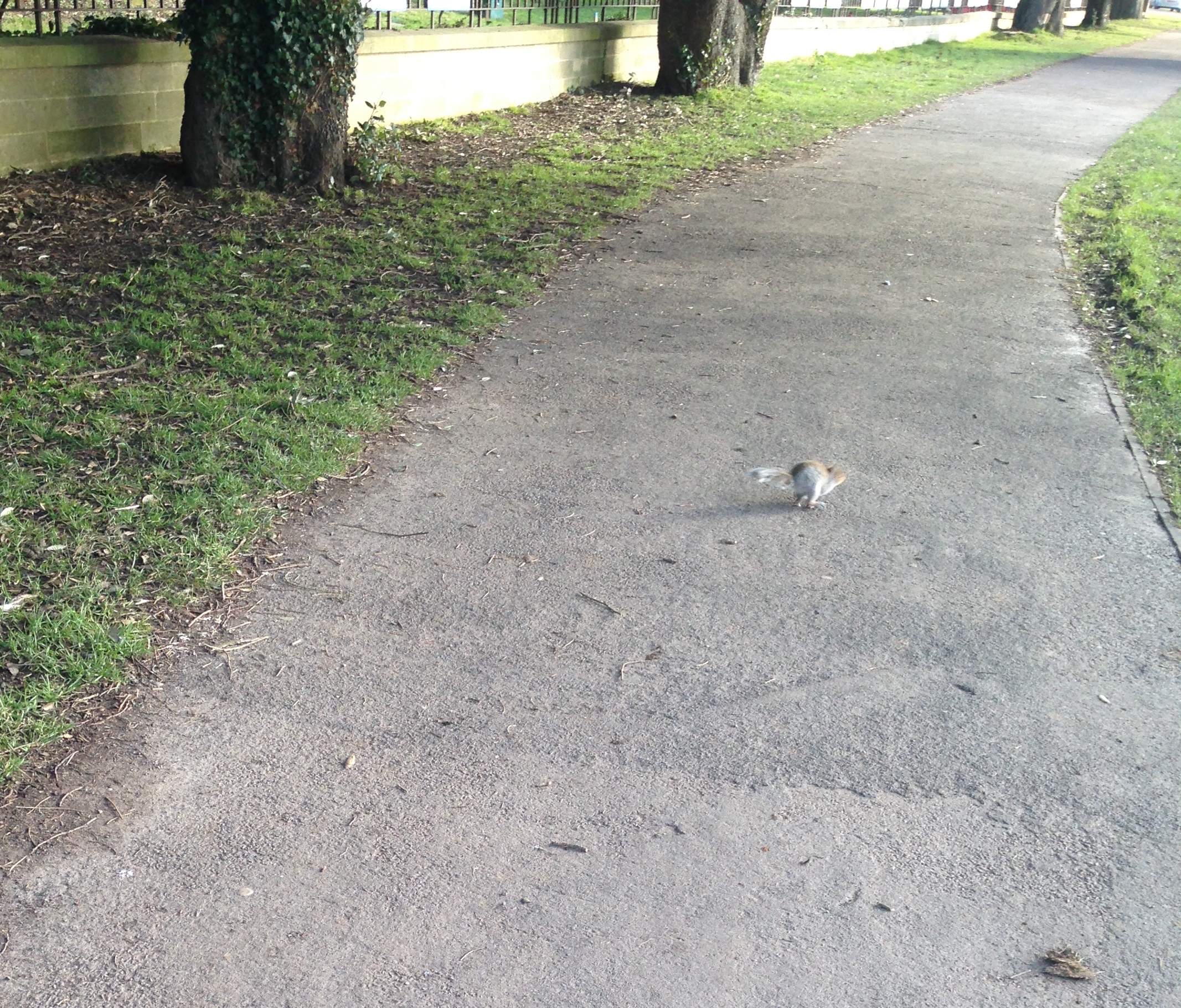 A pesky squirrel flees the scene of the crime #thuglife
