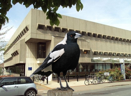 Magpie